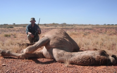 Mr. John Murdoch With Large Bull Camel Shot With .264 Winchester Magnum And Woodleigh 6.5mm 140gr PP