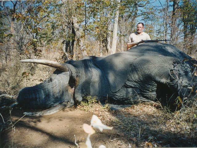 Mr Geoff McDonald With Elephant Taken In Zimbabwe With Webley  Scott 500 Nitro Double And Woodleigh 570gr Full Metal Jacket Bullet