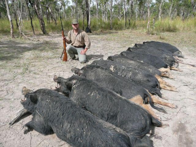 Mr Samuel Duhoux Belgium With 10 Wild Boar Taken With 375 HH And Woodleigh 300gr Weldcore Round Nose Soft Nose Bullets